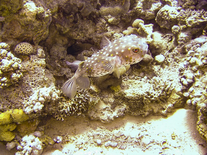 Aqaba la playa de Jordania